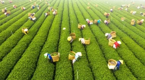 Lễ hội trà Đà Lạt