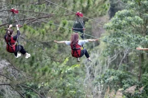 Zipline xuyên rừng thông